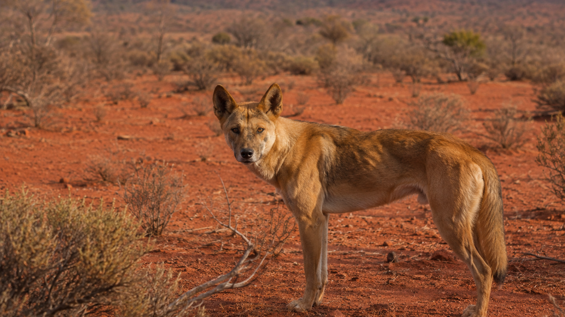 Landholders invited to wild dog management forum in White Cliffs