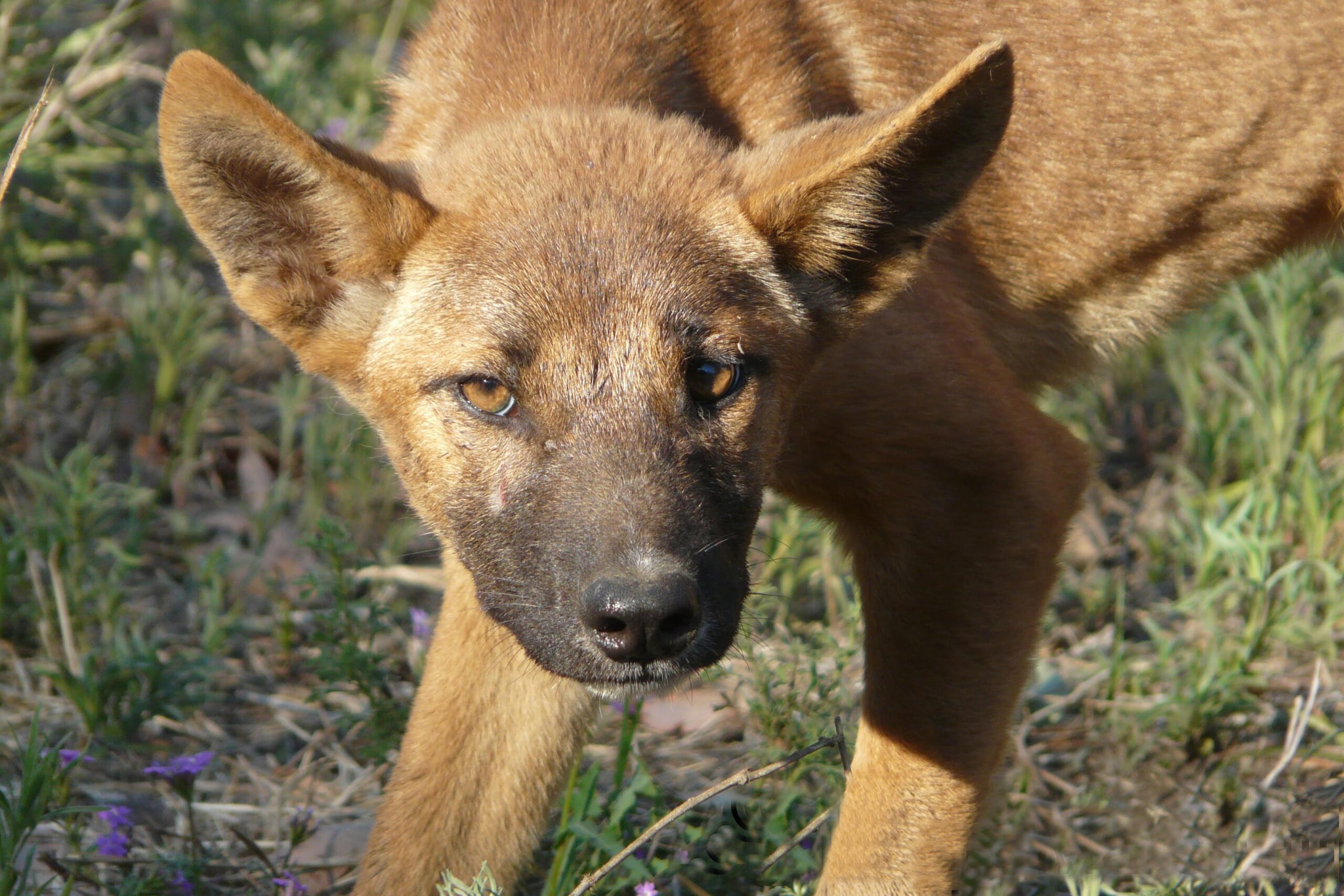 RSVPs closing soon for Western wild dog forum in White Cliffs