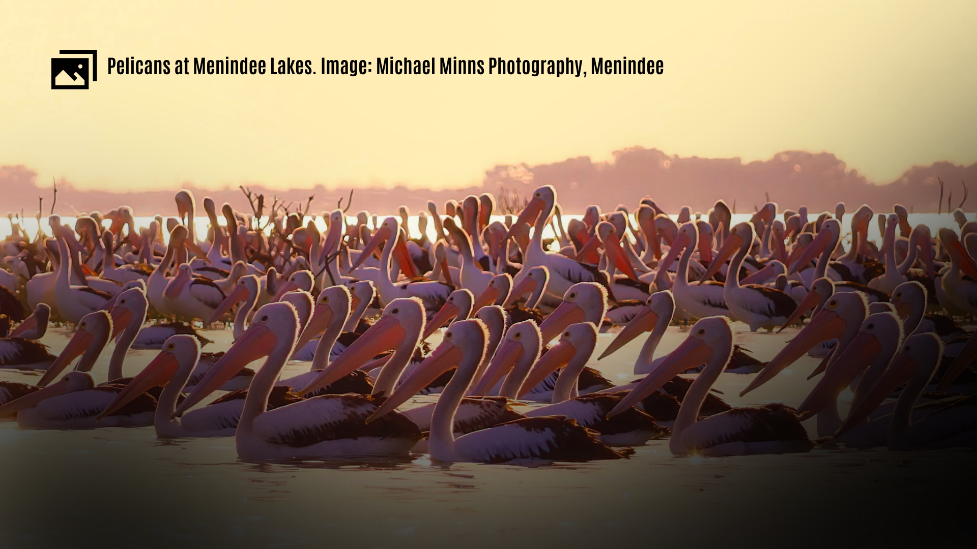 H5 bird flu ruled out after 400 pelican deaths at Lake Cawndilla